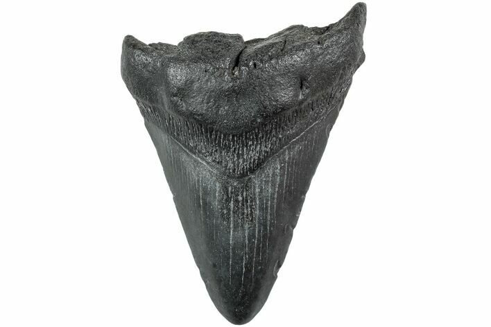 Fossil Megalodon Tooth - South Carolina #235731